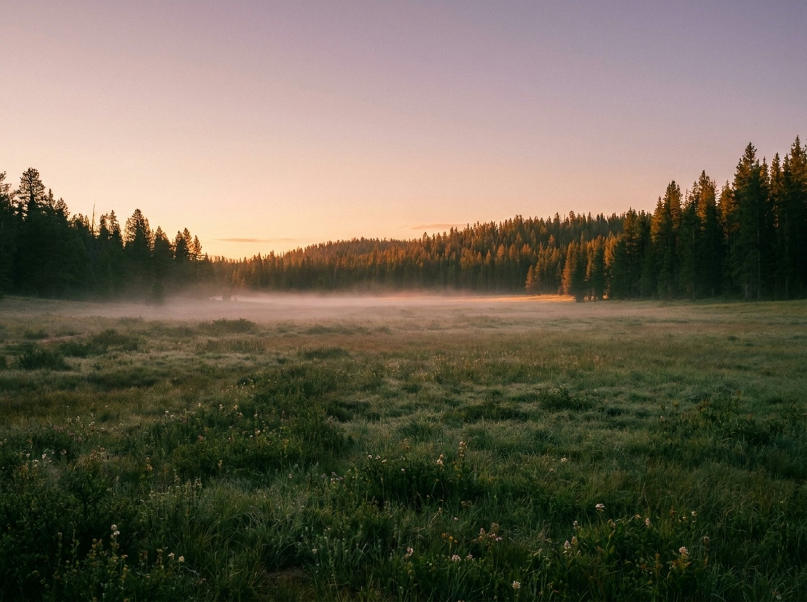 The clearing at first light